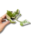 Epipremnum N'joy / Njoy - S