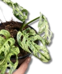 Monstera Frozen Freckles