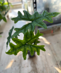 Alocasia Jacklyn - L