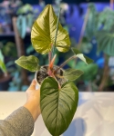 Philodendron squamiferum x serpens