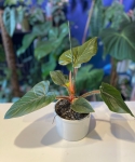 Philodendron squamiferum x serpens