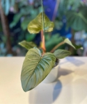 Philodendron squamiferum x serpens