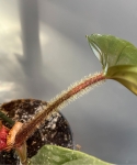 Philodendron squamiferum x serpens