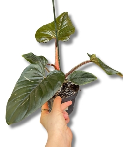 Philodendron squamiferum x serpens 