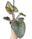 Philodendron squamiferum x serpens