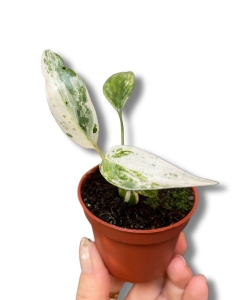 Rhaphidophora puberula variegata