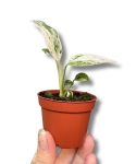 Rhaphidophora puberula variegata