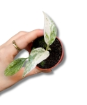 Rhaphidophora puberula variegata