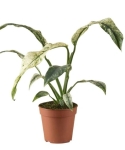 Rhaphidophora puberula variegata - przykładowa starsza roślina