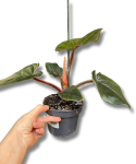 Philodendron squamiferum x serpens