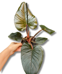 Philodendron squamiferum x serpens