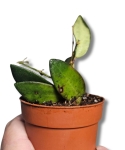 Hoya Bilobata s