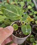 Anthurium besseae aff.