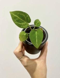 Anthurium besseae aff. S