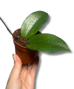 Hoya erythrina
