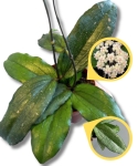Hoya erythrina - starsza roślina