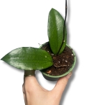 Hoya erythrina