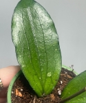 Hoya erythrina - liść