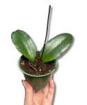 Hoya erythrina