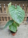 Philodendron Majestic starsza roślina