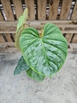 Philodendron Majestic starsza roślina