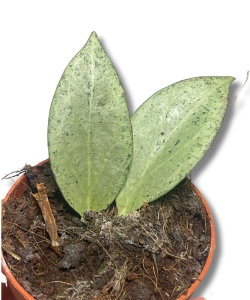 Hoya New Guinea Ghost