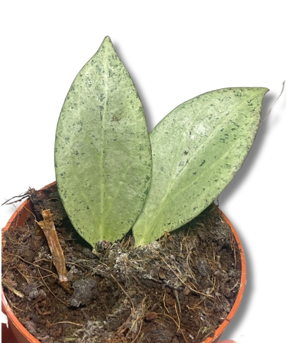 Hoya New Guinea Ghost