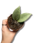 Hoya New Guinea Ghost