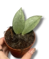 Hoya New Guinea Ghost