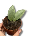 Hoya New Guinea Ghost