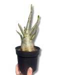 Adenium obesum Baobab 'Róża pustyni'