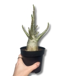Adenium obesum Baobab 'Róża pustyni'