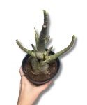 Adenium obesum Baobab 'Róża pustyni'