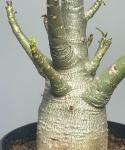 Adenium obesum Baobab 'Róża pustyni'
