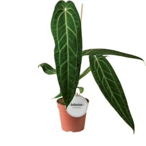 Anthurium warocqueanum XL