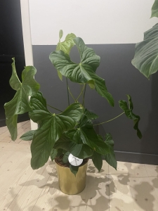 Anthurium Balaoanum XXL