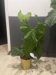 Anthurium Balaoanum XXL