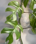 Rhaphidophora tetrasperma 'Mint' - cięte węzły