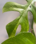 Rhaphidophora tetrasperma 'Mint' - cięte węzły