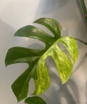 Rhaphidophora tetrasperma 'Mint' - cięte węzły