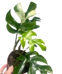 Rhaphidophora tetrasperma 'Variegata'