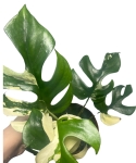 Rhaphidophora tetrasperma 'Variegata'