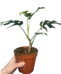 Rhaphidophora tetrasperma 'Variegata'