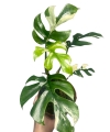 Rhaphidophora tetrasperma 'Variegata'