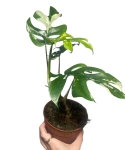 Rhaphidophora tetrasperma 'Variegata'