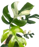 Rhaphidophora tetrasperma 'Variegata'