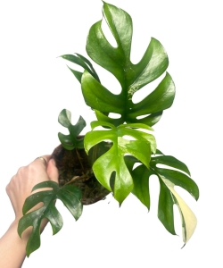Rhaphidophora tetrasperma 'Variegata' | Monstera "Minima" variegata