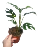 Rhaphidophora tetrasperma 'Variegata'