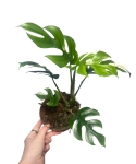 Rhaphidophora tetrasperma 'Variegata'