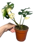 Rhaphidophora tetrasperma 'Variegata'